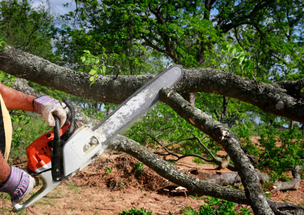 Best Dead Tree Removal  in Norton, KS